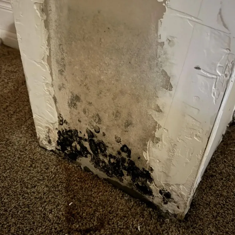 Professional Mold Removal in Newark, DE